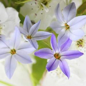 Ipheion, Ipheion uniflorum, Spring Starflower, Starflower, Springstar, spring flowers, white flowers, blue flowers